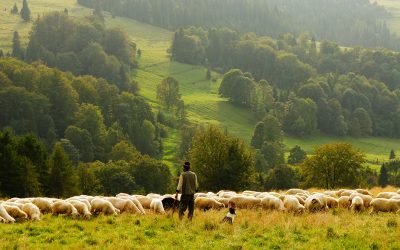 The art of shepherding