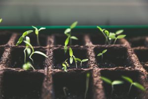 Sustainability: Applying NCD growth forces to church planting