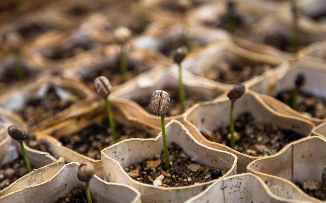 Plant the seeds – don’t dig them up
