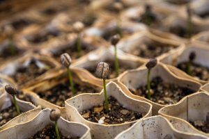 Plant the seeds – don’t dig them up