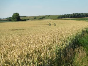 tracks-wheat-field-harvest-country-rural