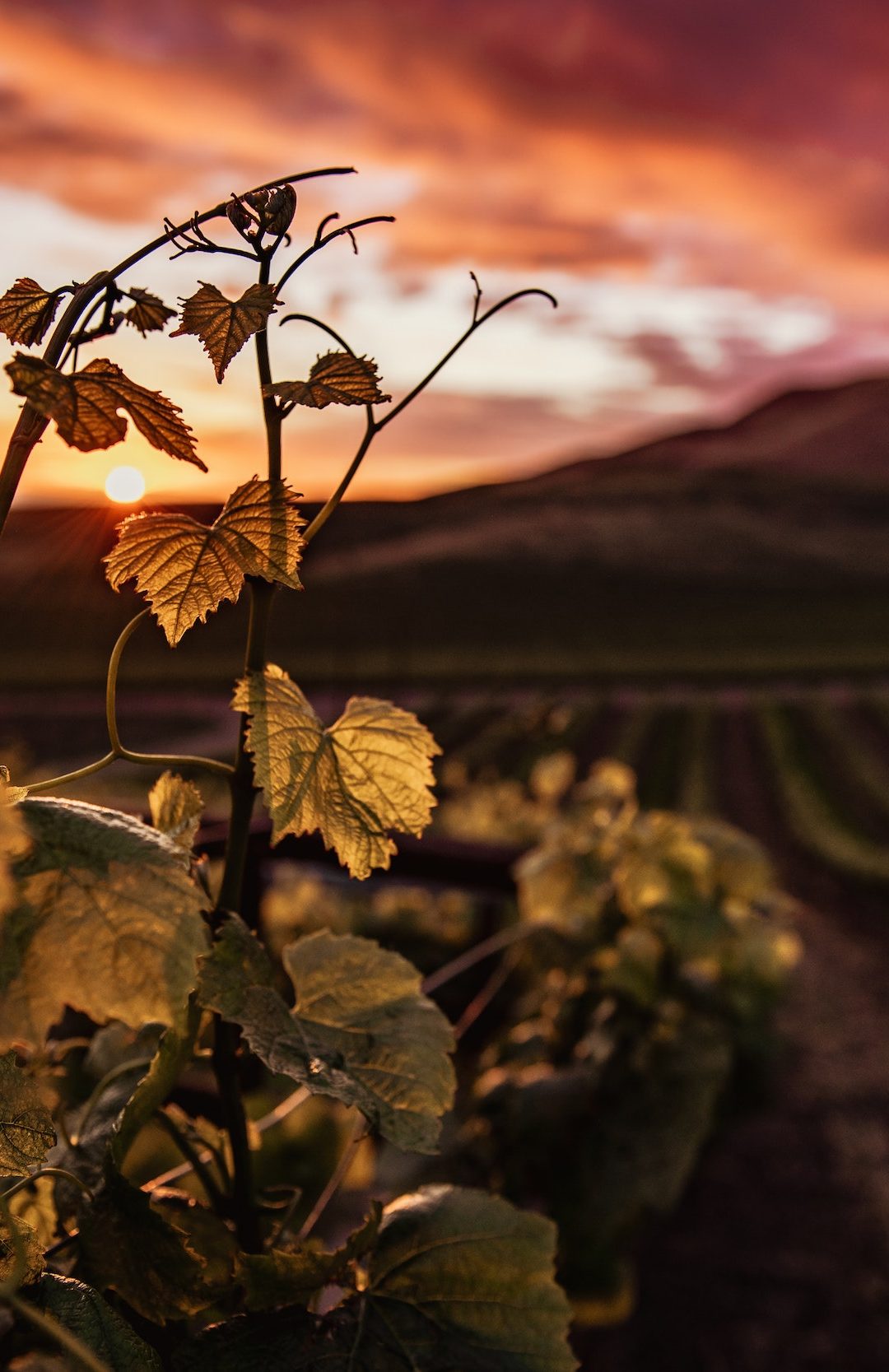 Missional discipleship