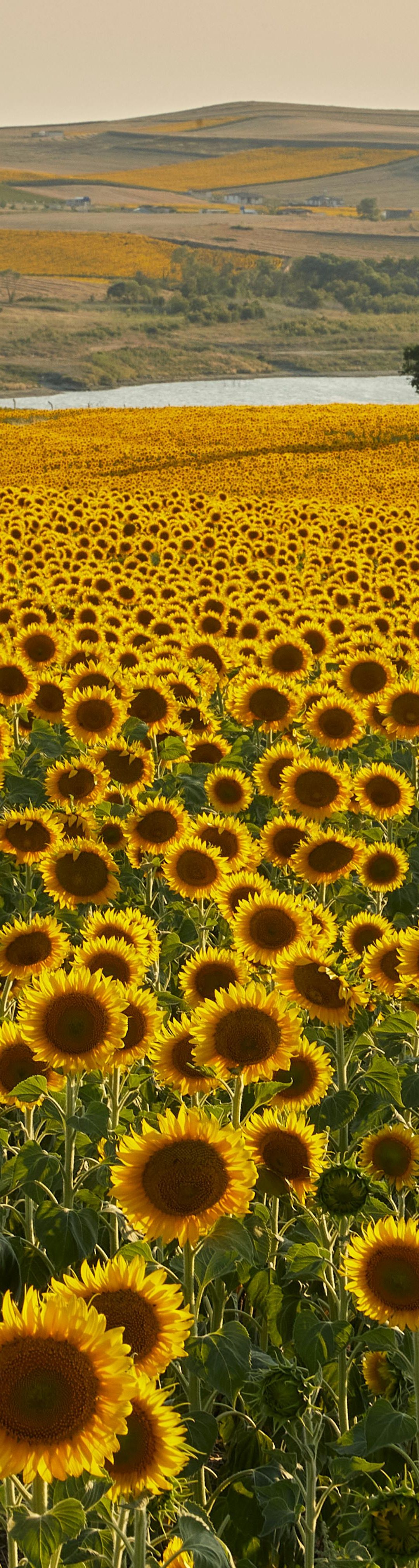 Steps to Build Disciplemaking Culture