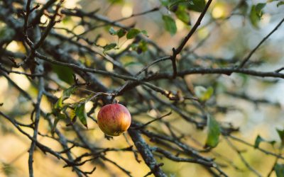 When Discipleship Starts to Stall